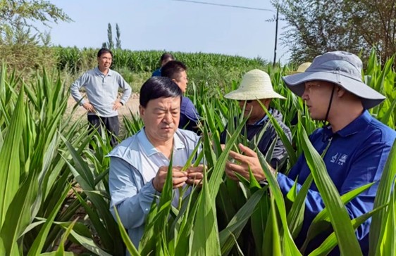 劉興斌一行到公司肅州區(qū)各制種基地調研制種玉米生產等情況